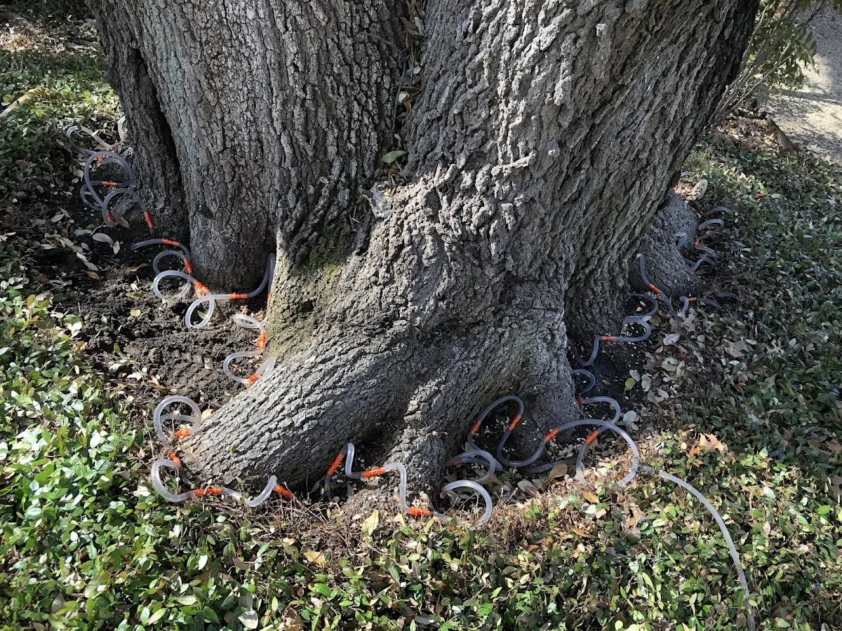 Detailed Tree Cabling and Bracing job site in Kailua