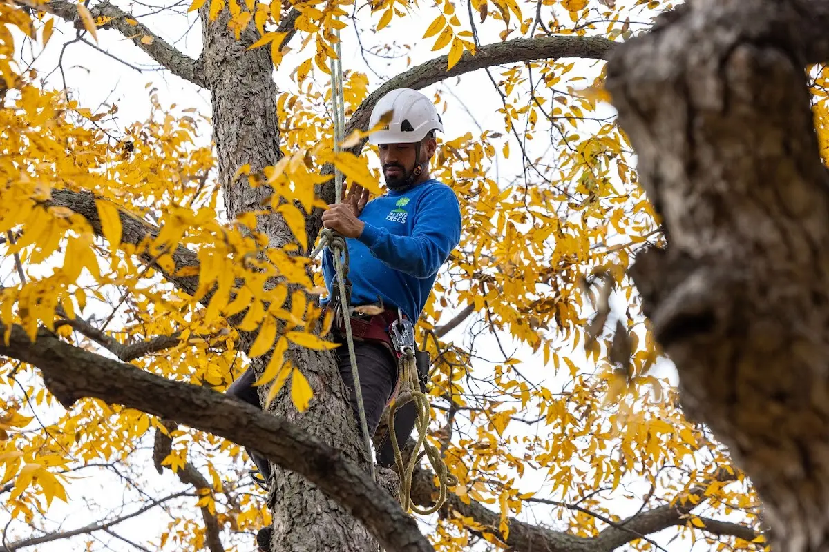 Skilled Tree Planing crew working in Kailua